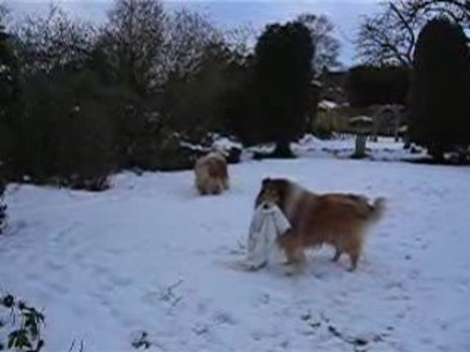 Max and Toby 03.02.2009