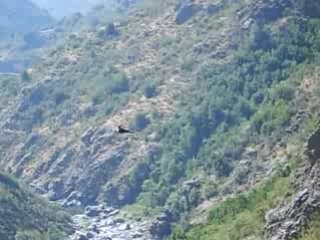 Velocirraptor chilensis muchos años después...