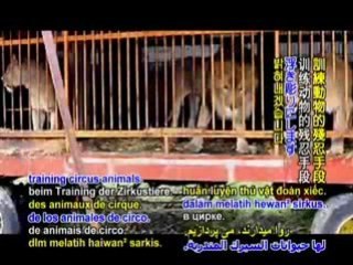 Circuses are cruel