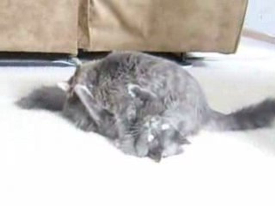 Funny Cats Beat Down - Hilarious Cat Wrestling!