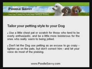 Poodle Training: Ways To Connect With Your Dog