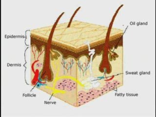 Remove Stretch Marks