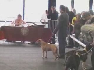 rixendis tribale Courtney love expo bordeaux 2009