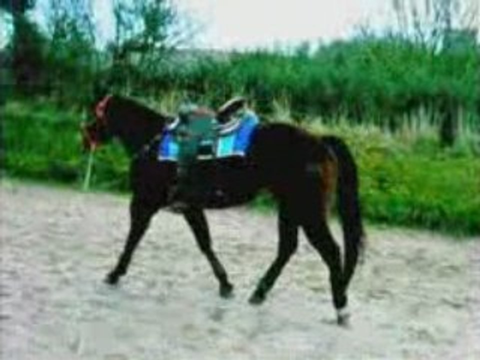 Pearl longe