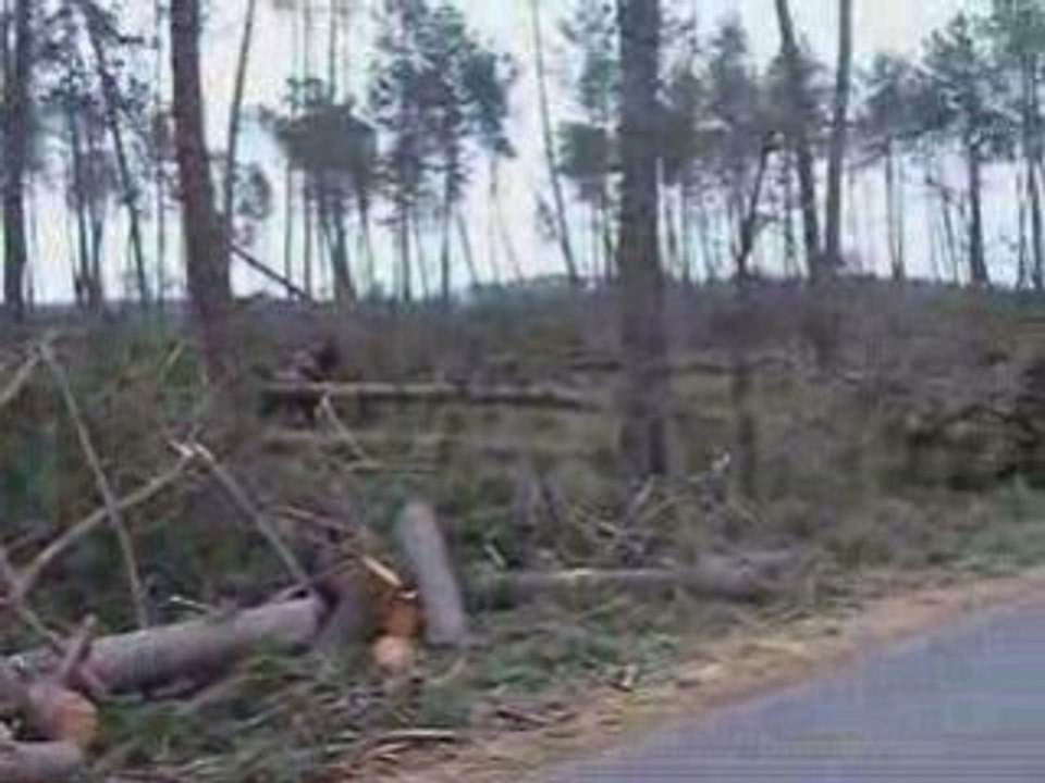 Le dernier souffle d'une forêt 2
