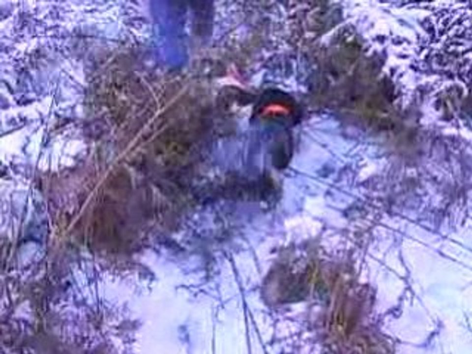 wachtelhund de 4 mois chasse ds la neige ac jack russel