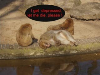 Emo girl in the zoo (depressed) Funny (Lucifer mix)