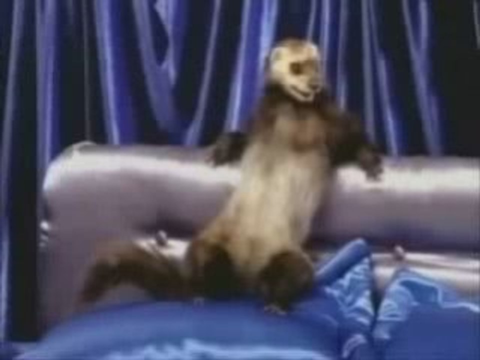 Fire the Ferret