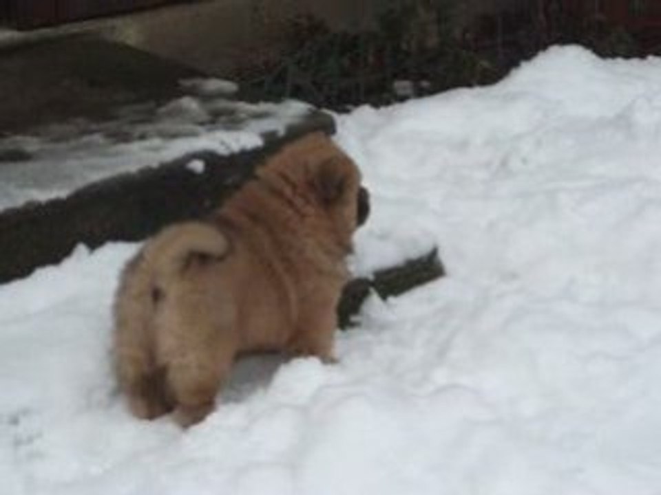 douchka 4 fevrier 2009