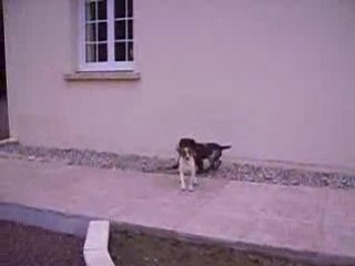 wachtelhund de 4 mois avec queue de renard et fox terrier
