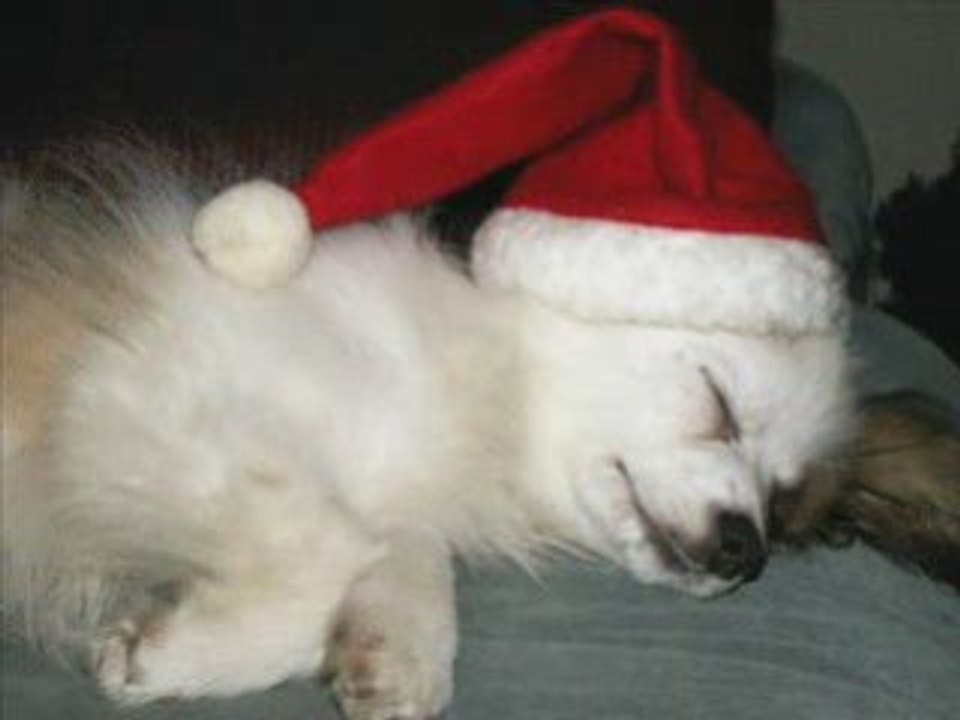 Epagneuls nains continentaux (papillons et phalènes)