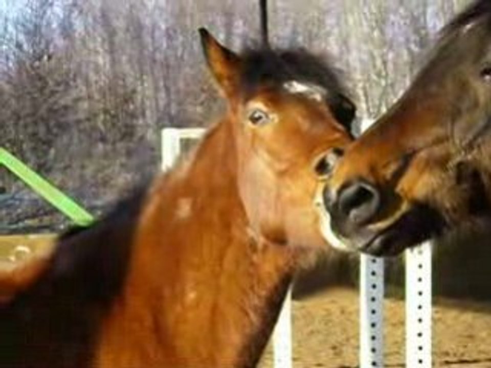 Les copains 2
