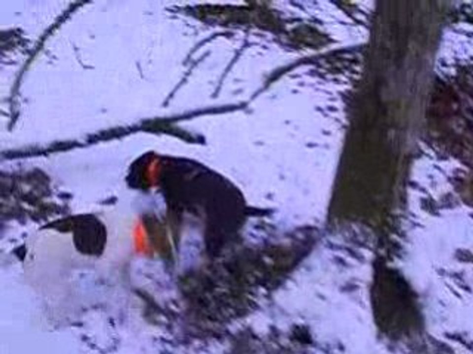 wachtelhund et jack russel chasse dans la neige