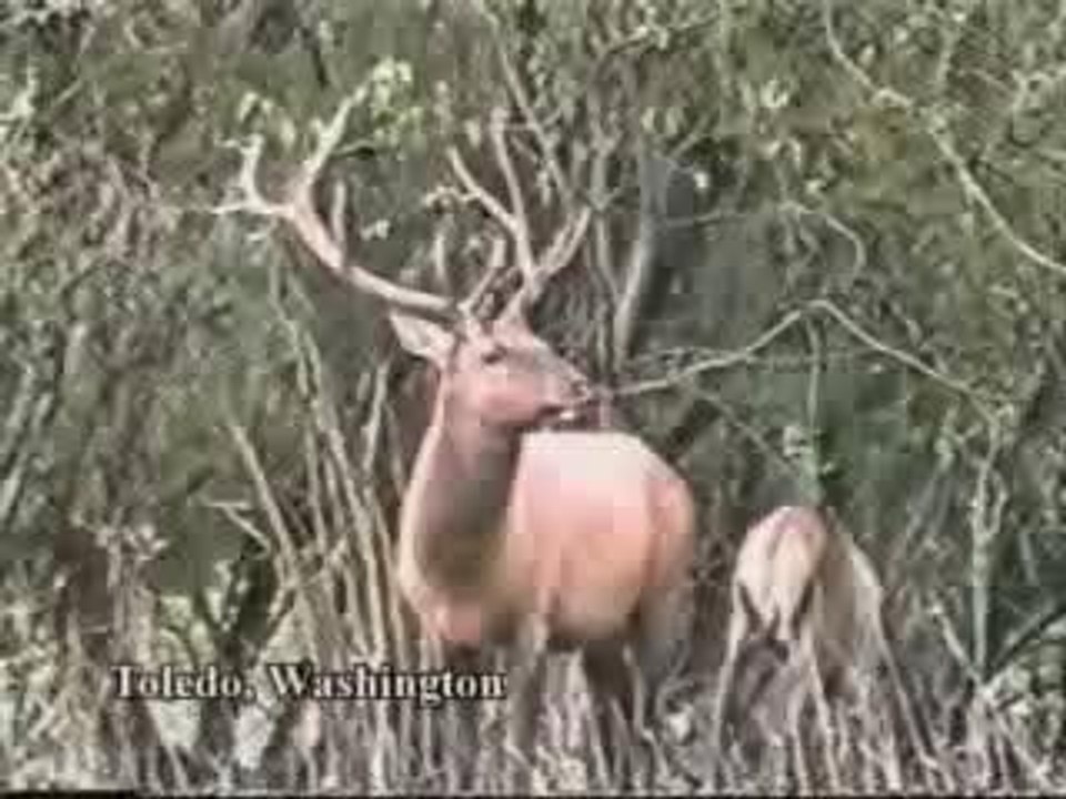 la vengeance du cerf