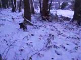 wachtelhund de 4 mois chasse ds la neige ac jack russel