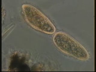 PARAMECIUM CILIATE DIVISION