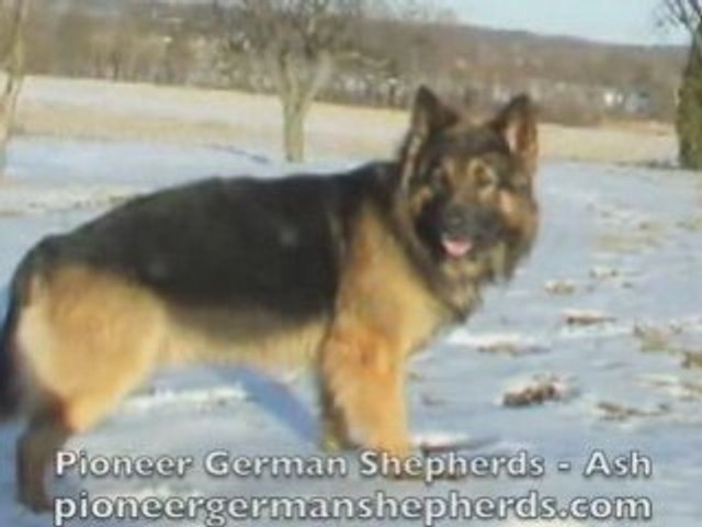 Gentle giants cheap german shepherds