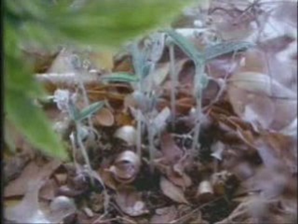 Les miracles du coran 6