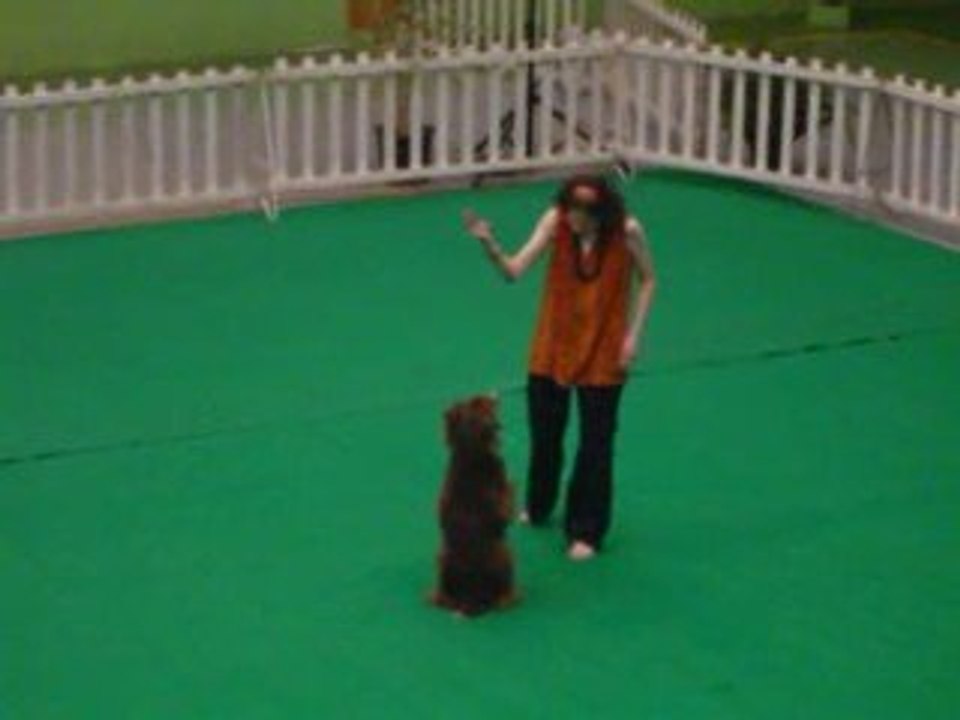 1er concours d'OR avec Brisca - 1er passage 89,8 points