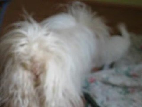 Les cinq petits cotons 002