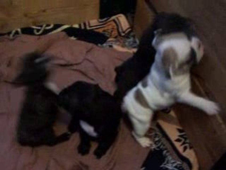 vidéo