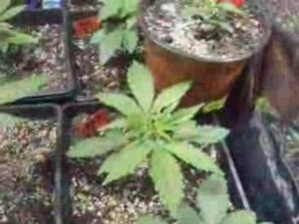 plante tomate