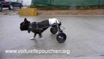 voiturette sur mesure pour chien handicapé