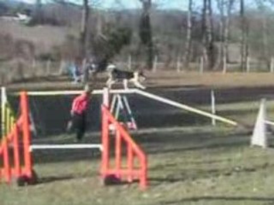 Arwen - agility training