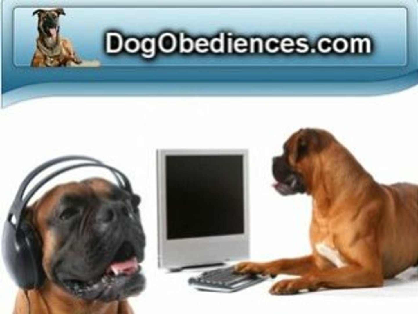 Boxer Dog Breed - Dog Obediences