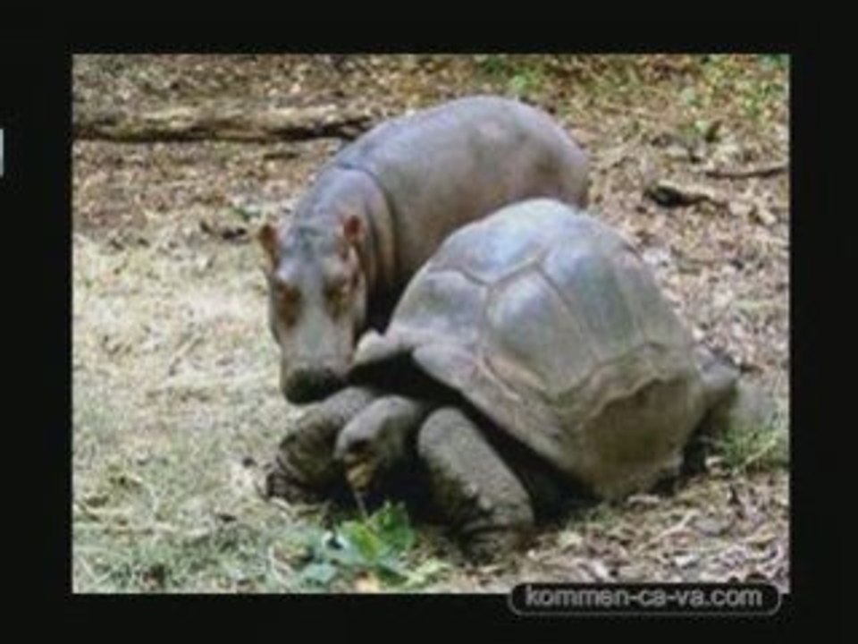 Hippo et tortue