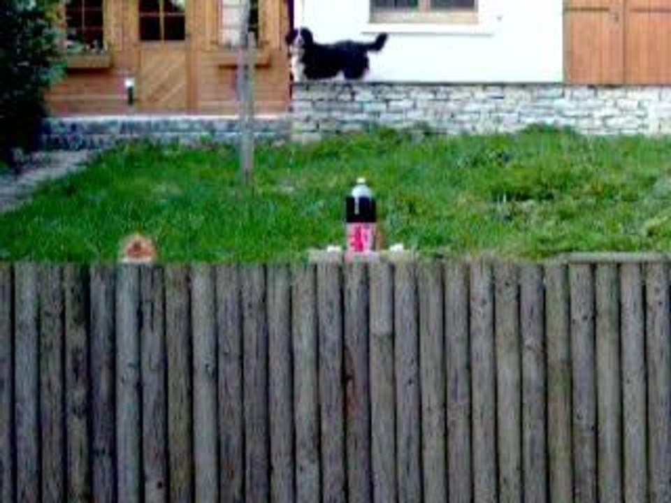 le coca au mentos!!!
