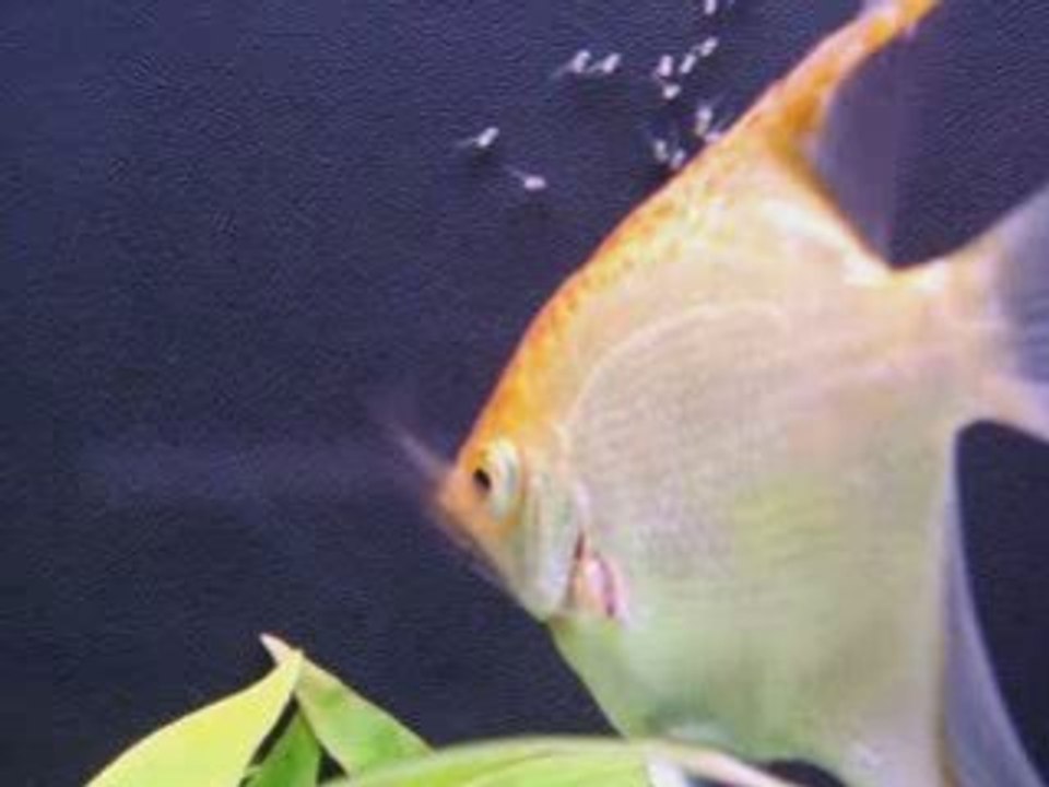 scalaires elevage alevins