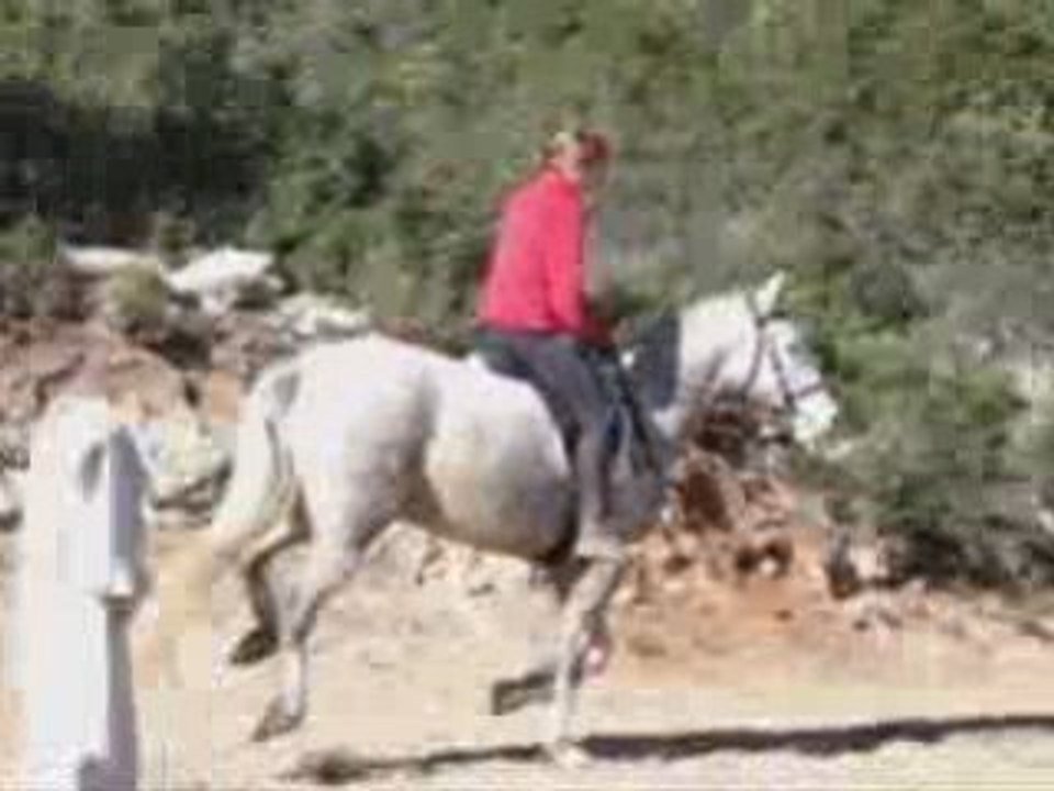 Travail du galop