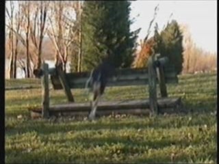 Pitbull Amstaff Lil Bull Trailler New 0