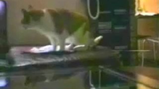 Talking Cats Funny Video