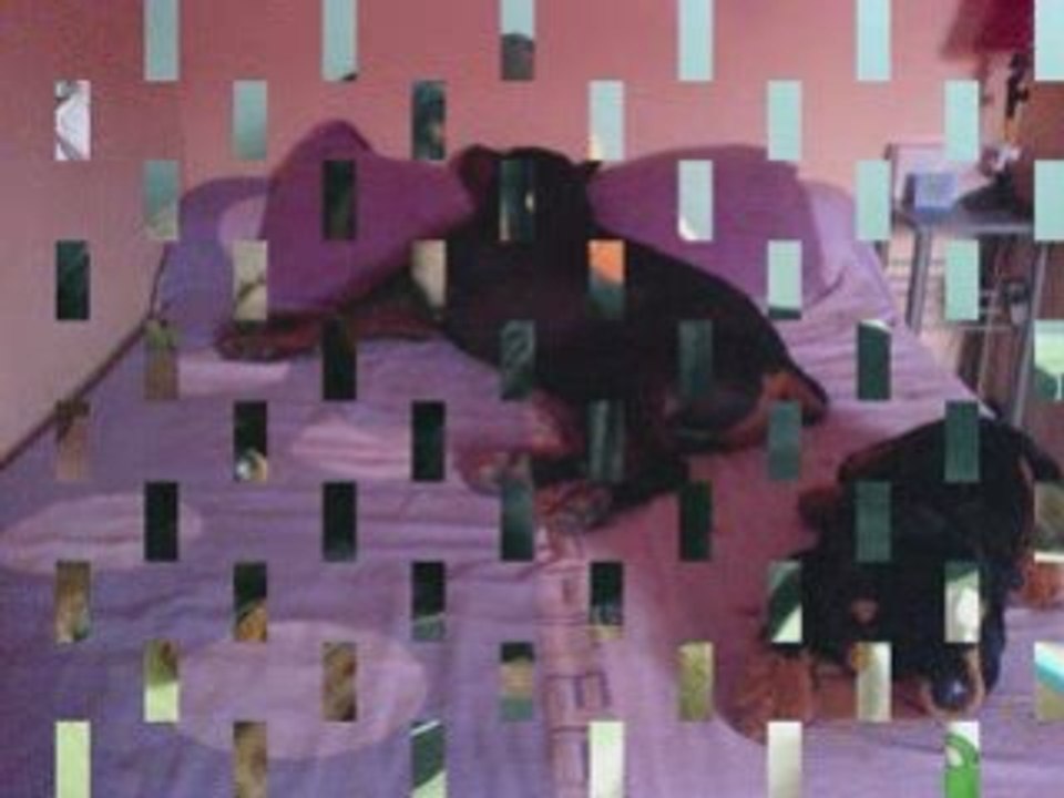 UN  ROTTWEILER   D AMOUR !!!!!