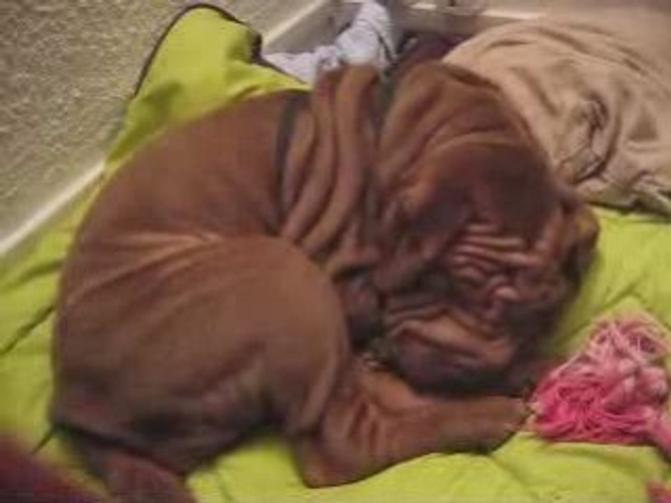 Beluga, mon Share Pei dort et ronfle sur son lit