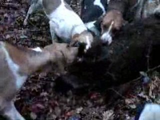 battue Sanglier dans le maine et loire