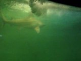 Aquarium St Malo - Les requins autour de nous