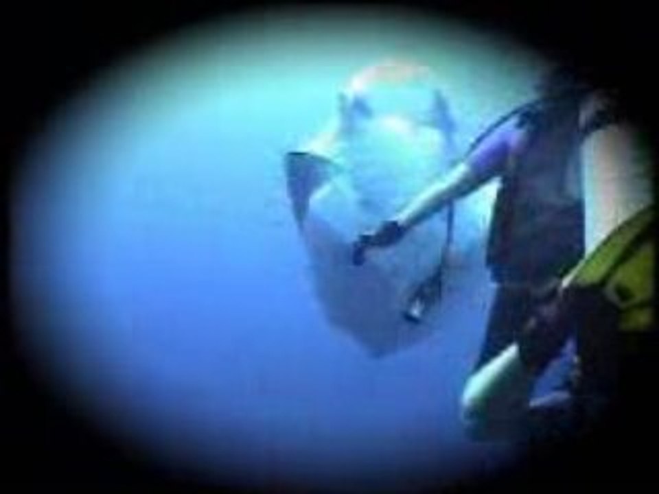 Raie manta