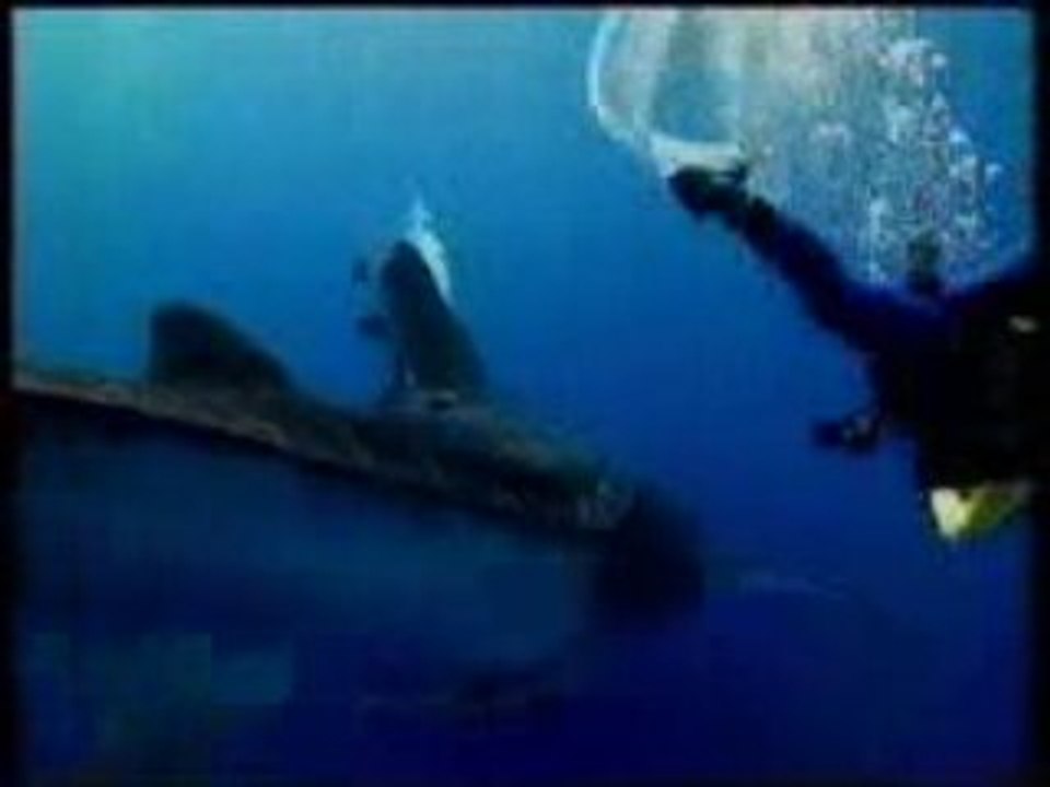 Requin baleine