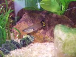 naissance de bébés guppy