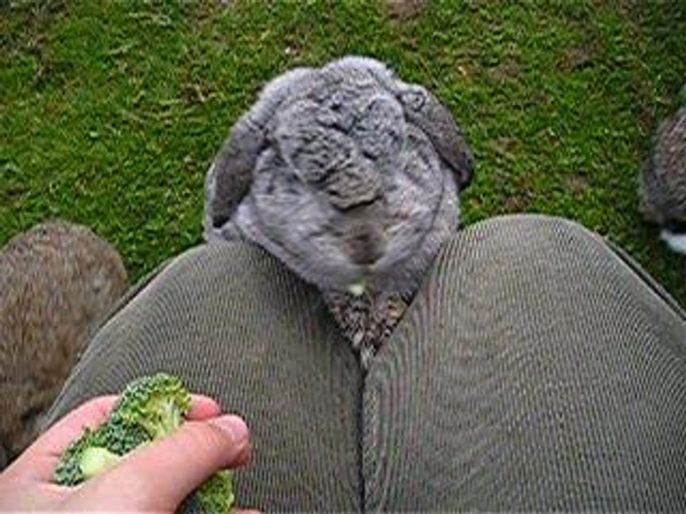 Kleeblatt 1.6.06 003