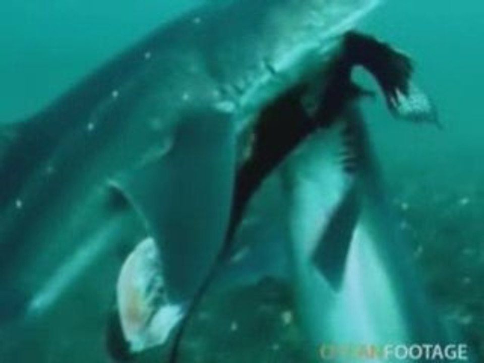 Sharks under threat