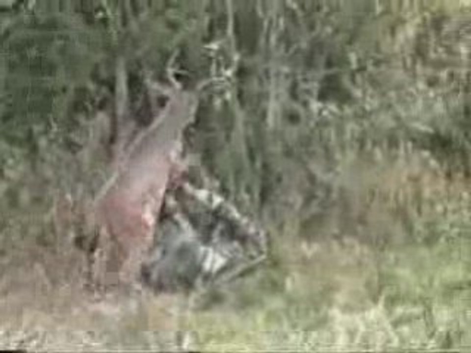 incroyable un chasseur se fait avoir