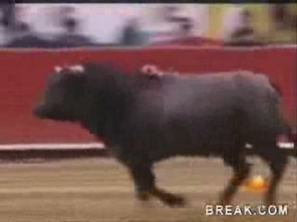 incroyable un taureau sort de l'arène