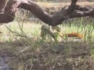 Super cute gray foxes - Elkhorn Slough Foundation