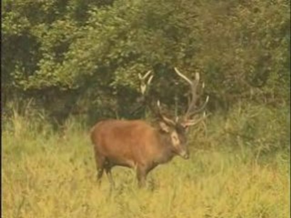 Memoires de cerfs