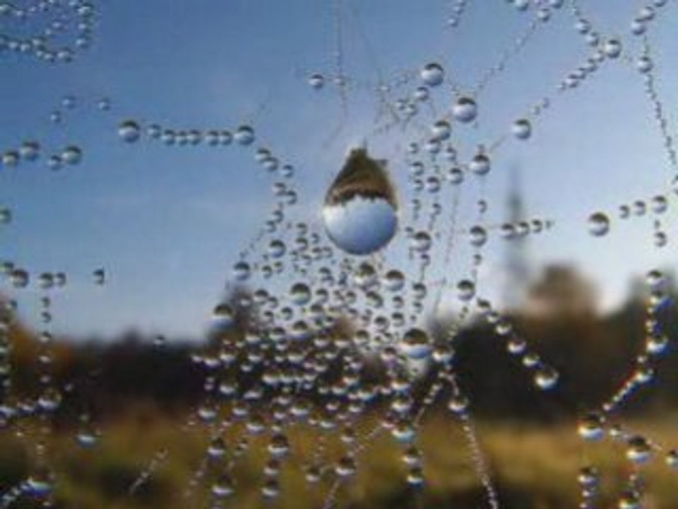 Заколдованный лес