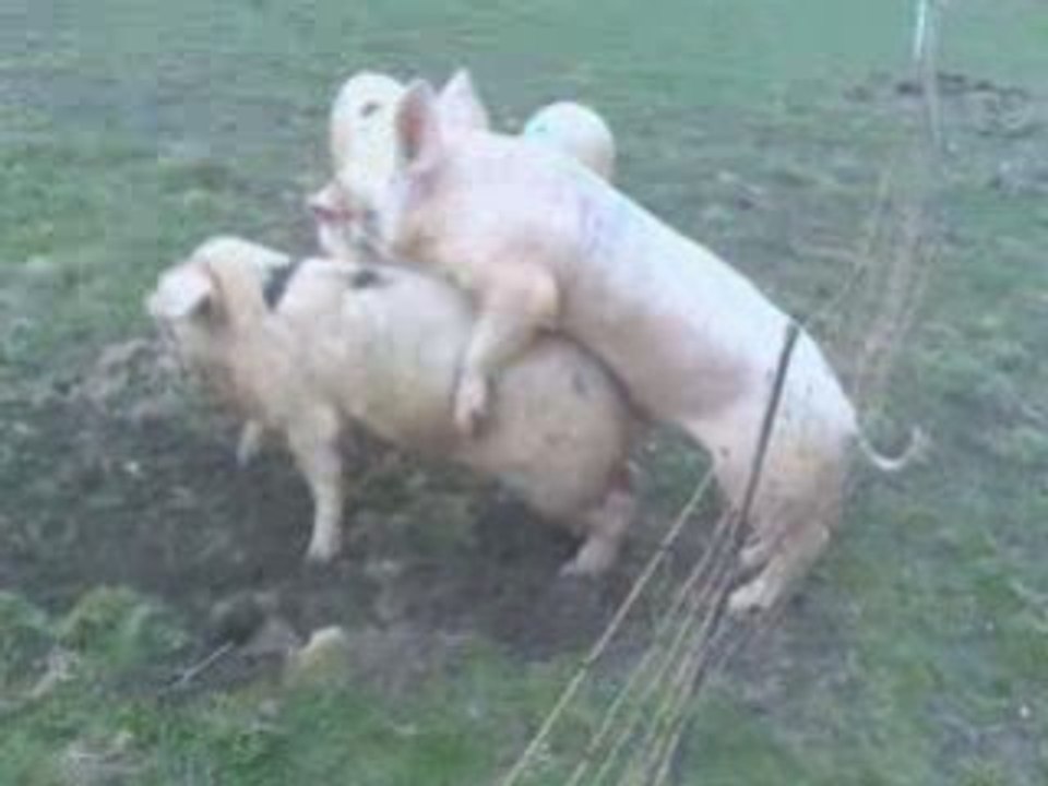 Un cochon trop près d'une cloture électrique
